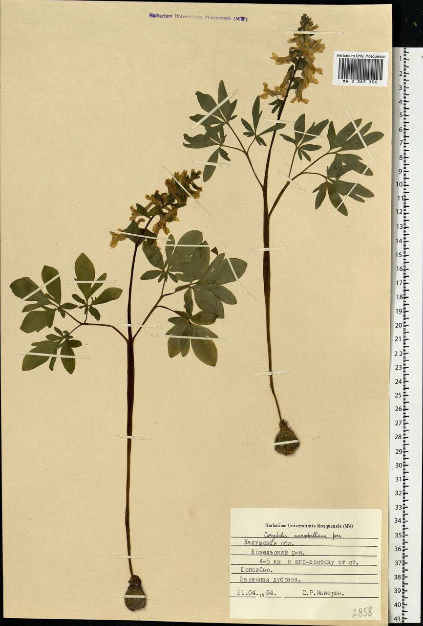 Corydalis cava (L.) Schweigg. & Körte, Eastern Europe, Central region (E4) (Russia)