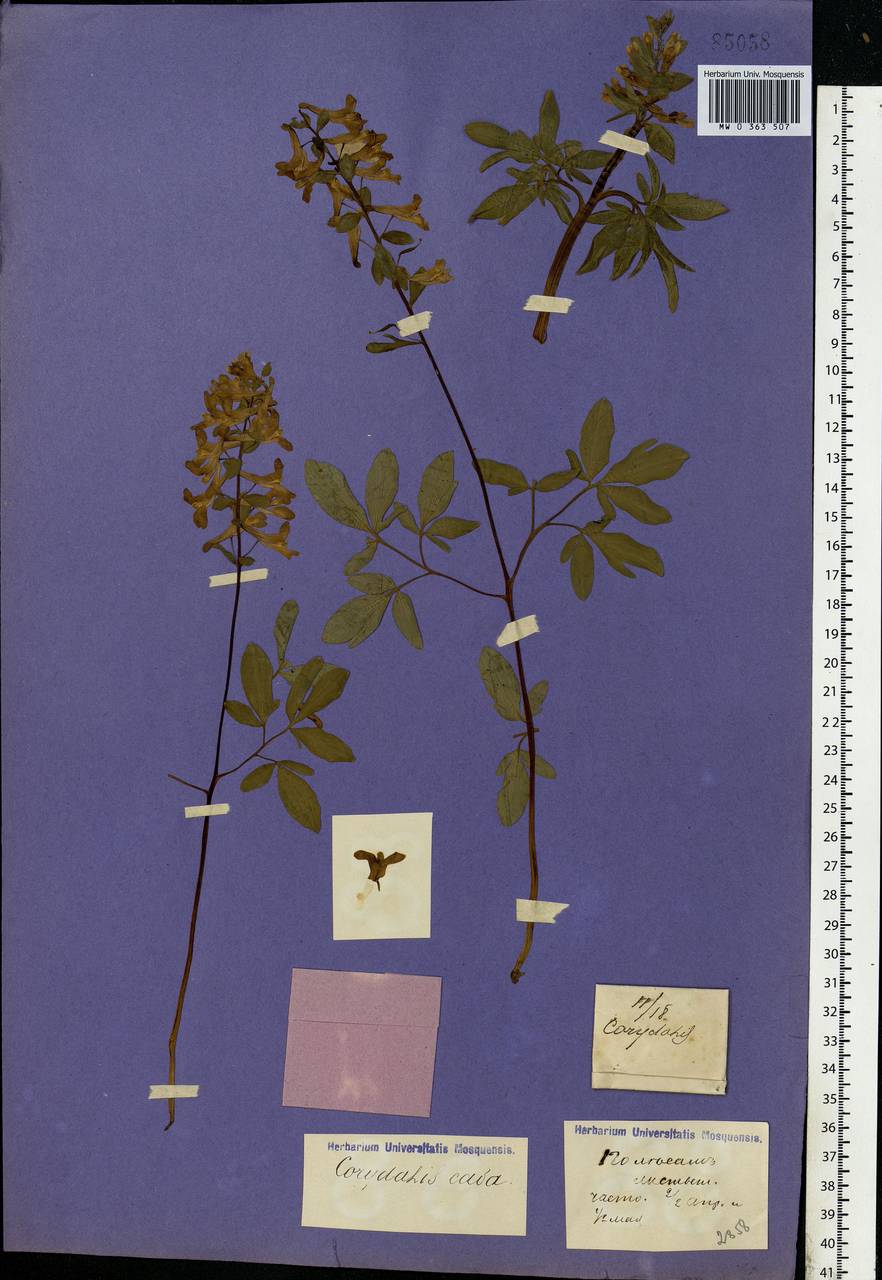 Corydalis cava (L.) Schweigg. & Körte, Eastern Europe, Central region (E4) (Russia)