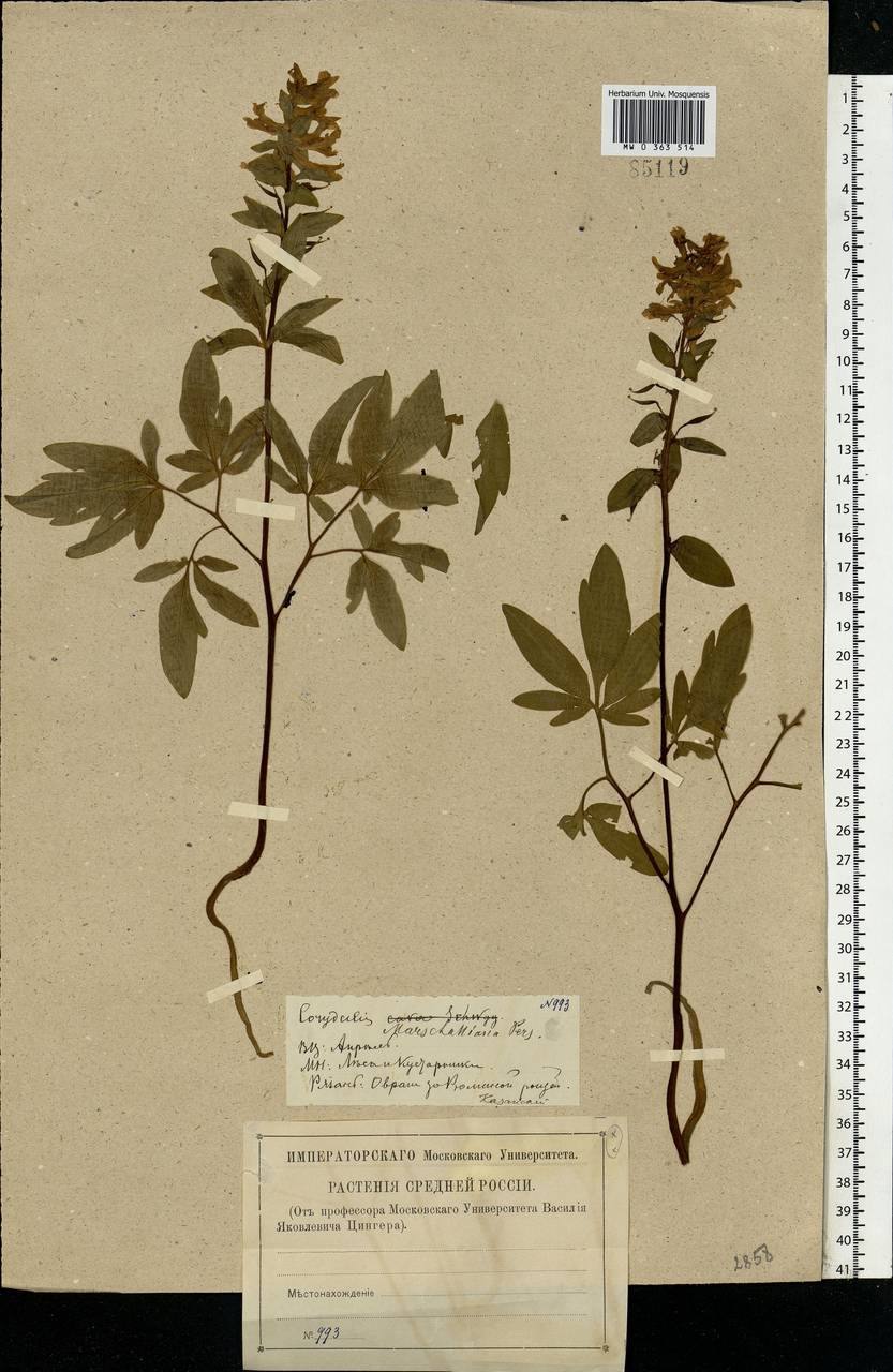 Corydalis cava (L.) Schweigg. & Körte, Eastern Europe, Central region (E4) (Russia)