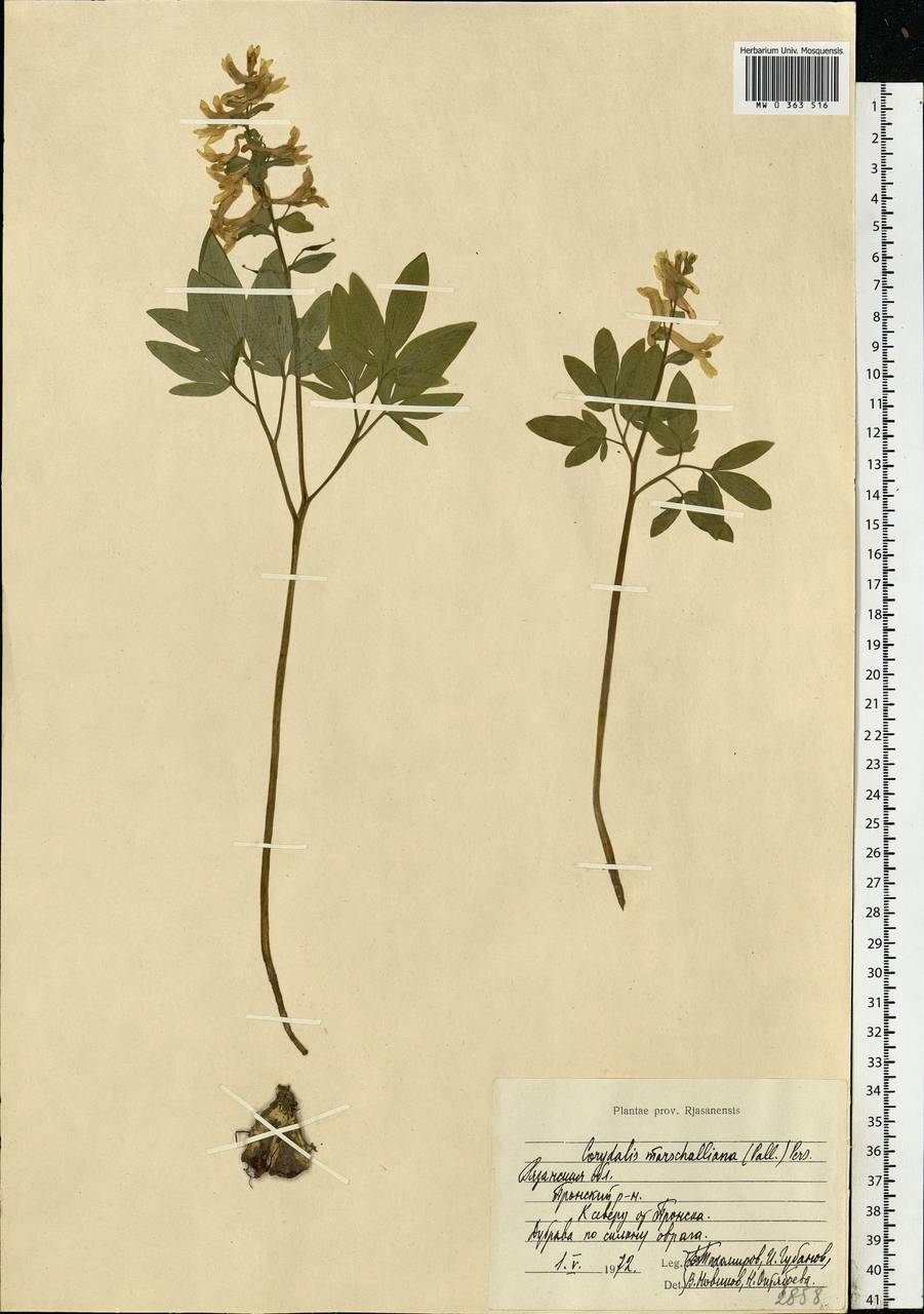 Corydalis cava (L.) Schweigg. & Körte, Eastern Europe, Central region (E4) (Russia)