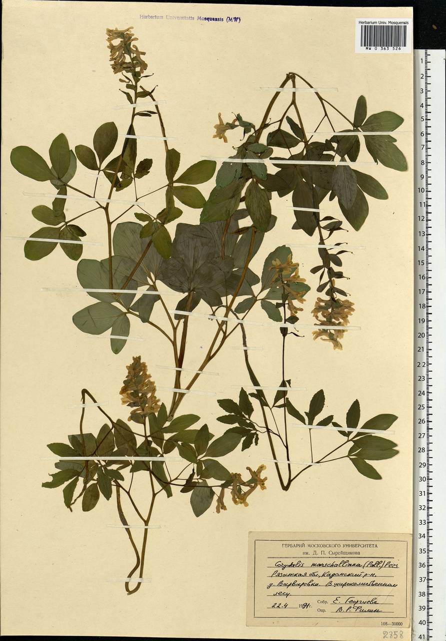 Corydalis cava (L.) Schweigg. & Körte, Eastern Europe, Central region (E4) (Russia)