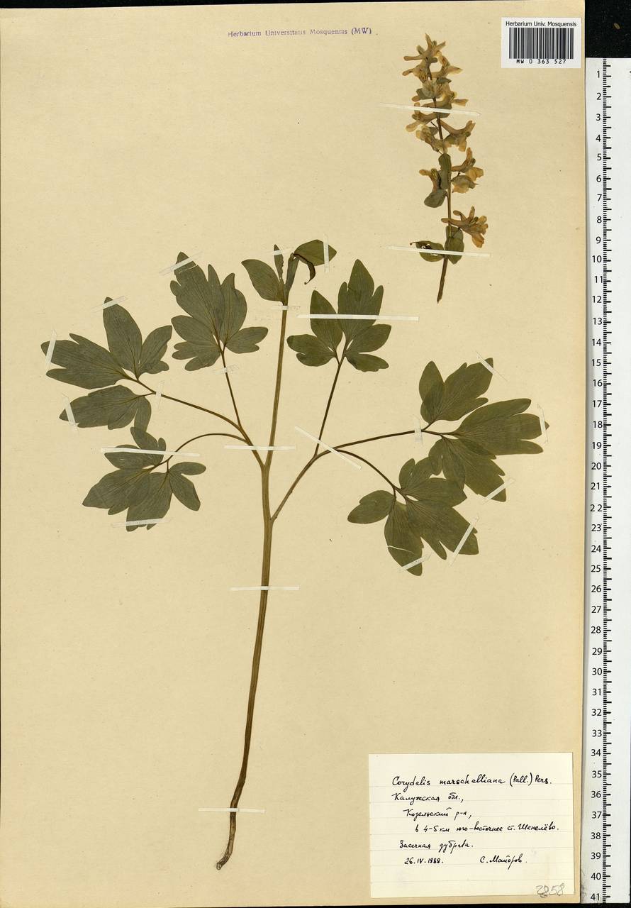 Corydalis cava (L.) Schweigg. & Körte, Eastern Europe, Central region (E4) (Russia)