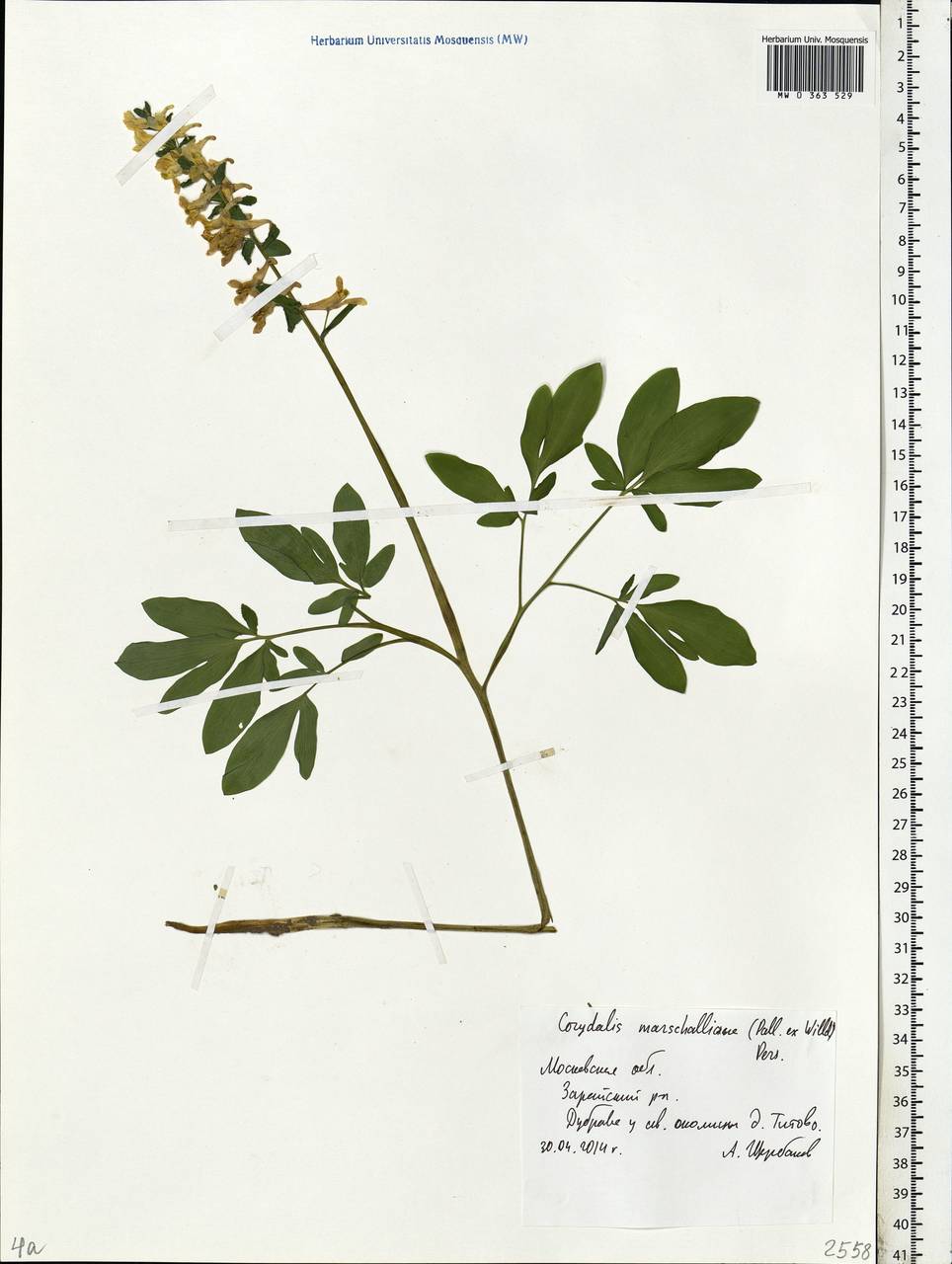 Corydalis cava (L.) Schweigg. & Körte, Eastern Europe, Moscow region (E4a) (Russia)