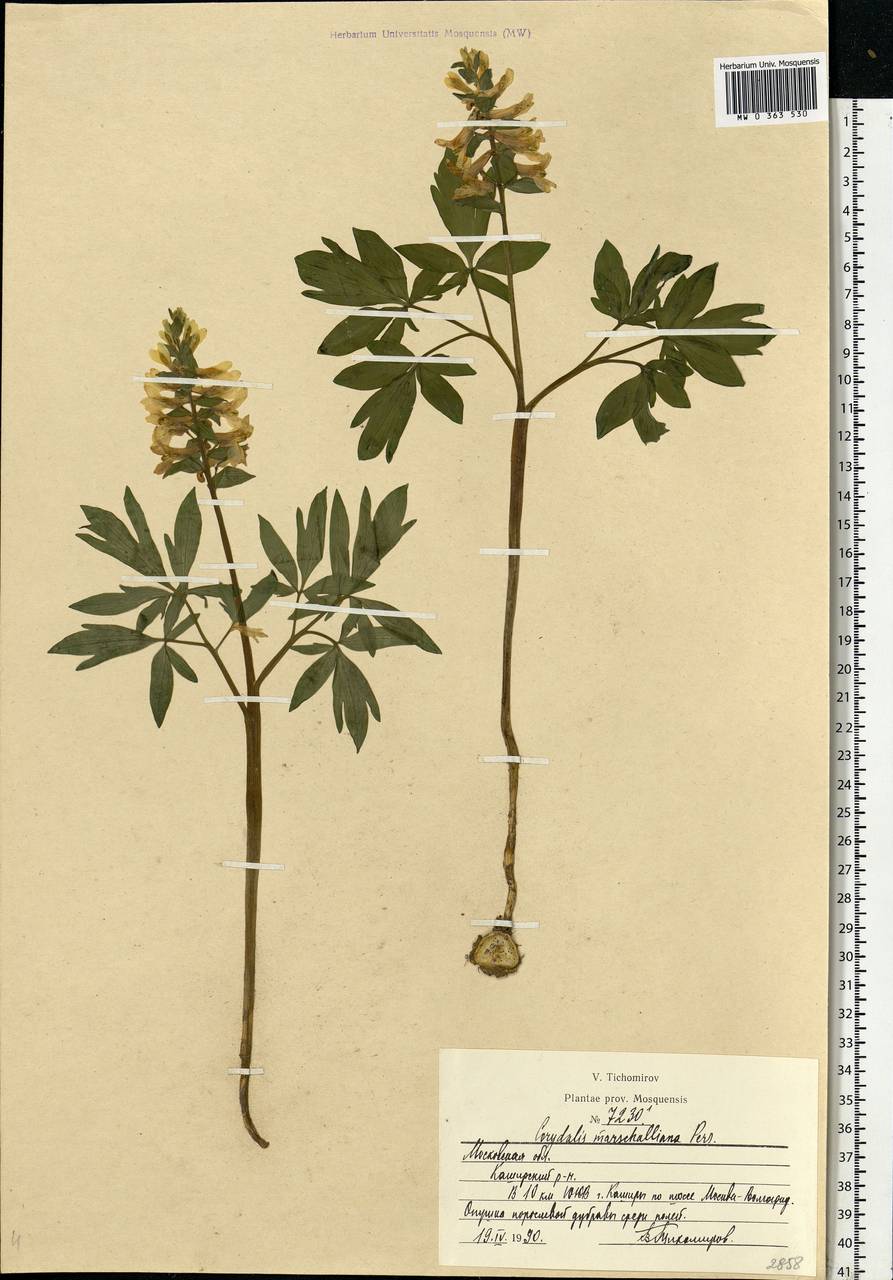 Corydalis cava (L.) Schweigg. & Körte, Eastern Europe, Moscow region (E4a) (Russia)