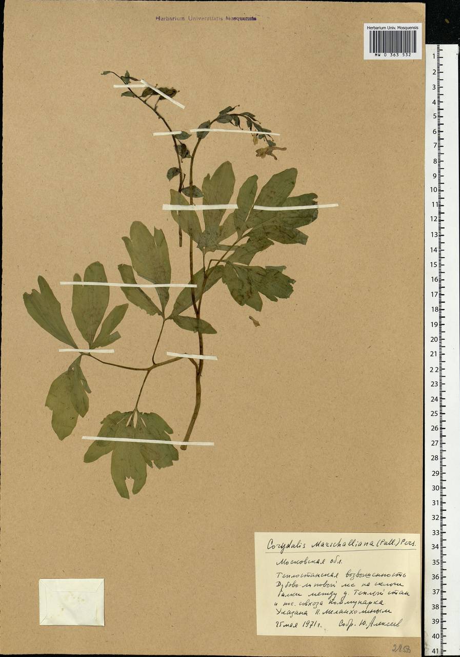 Corydalis cava (L.) Schweigg. & Körte, Eastern Europe, Moscow region (E4a) (Russia)