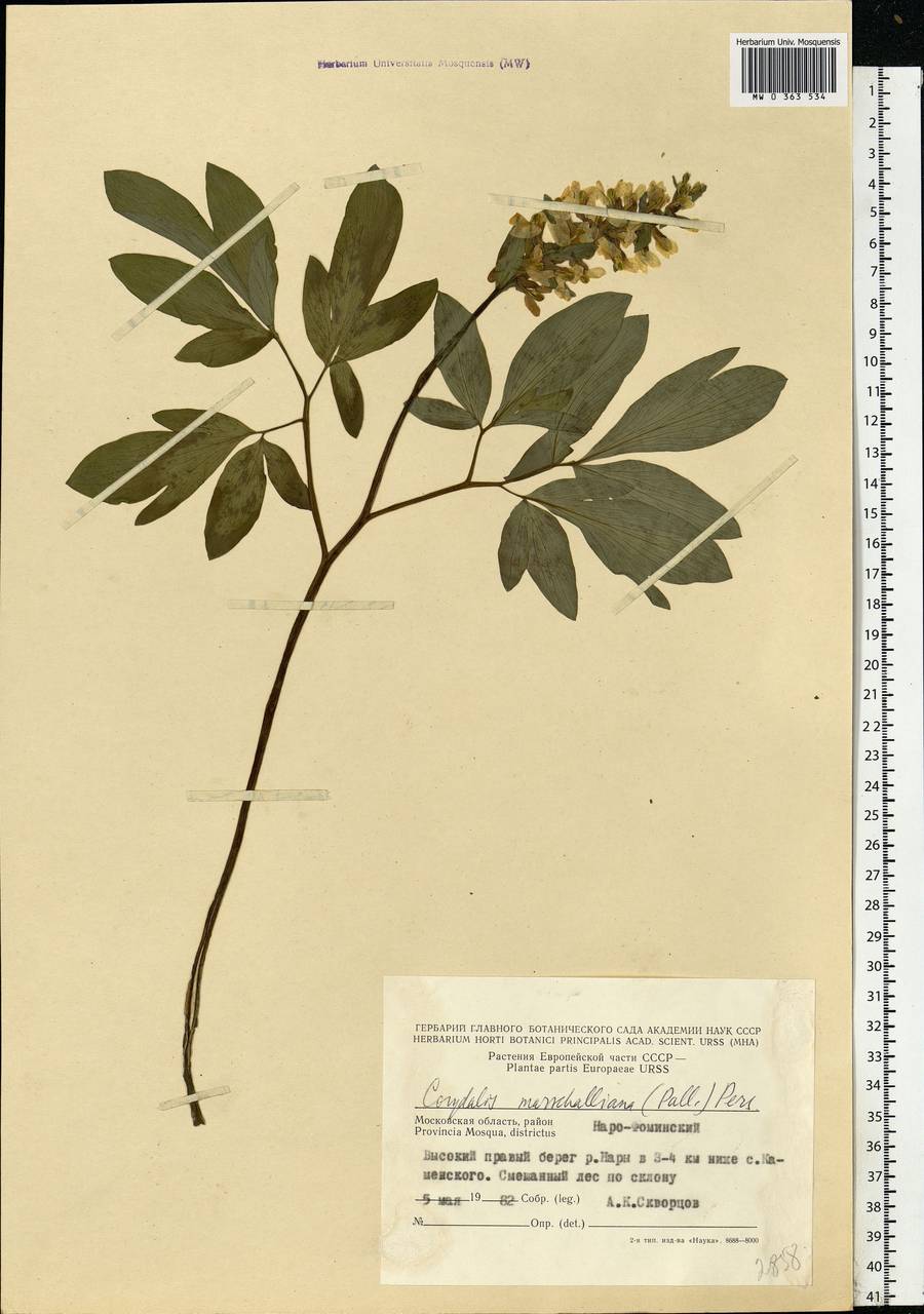 Corydalis cava (L.) Schweigg. & Körte, Eastern Europe, Moscow region (E4a) (Russia)