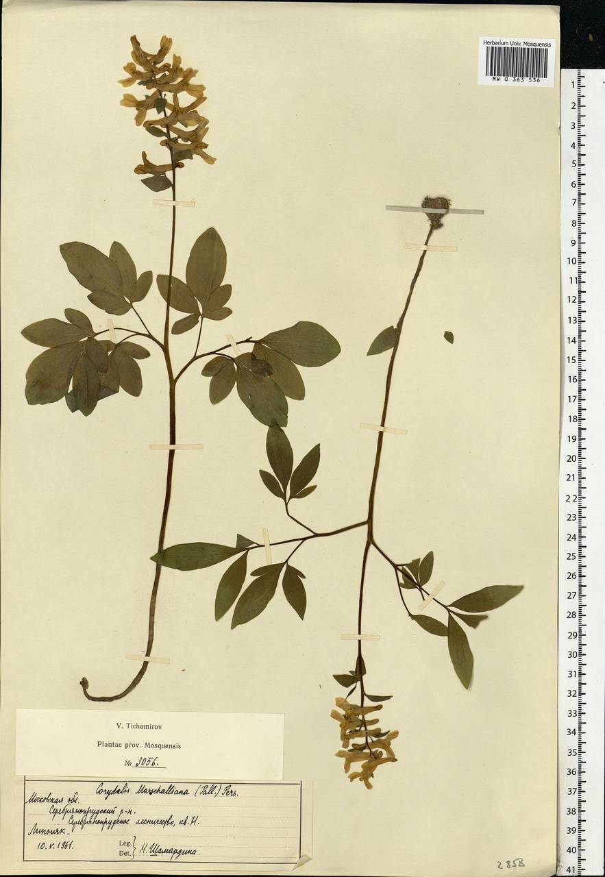 Corydalis cava (L.) Schweigg. & Körte, Eastern Europe, Moscow region (E4a) (Russia)
