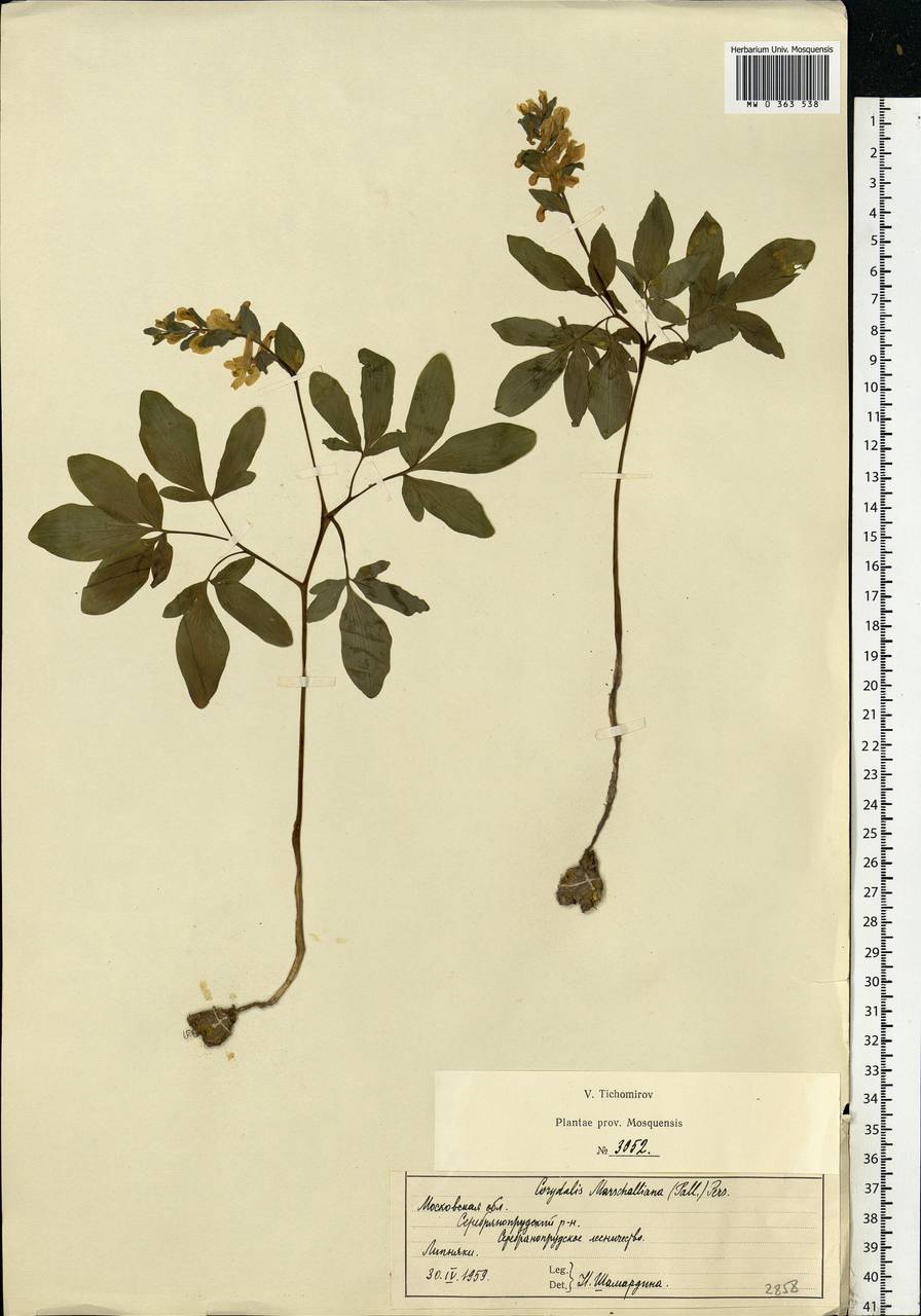 Corydalis cava (L.) Schweigg. & Körte, Eastern Europe, Moscow region (E4a) (Russia)