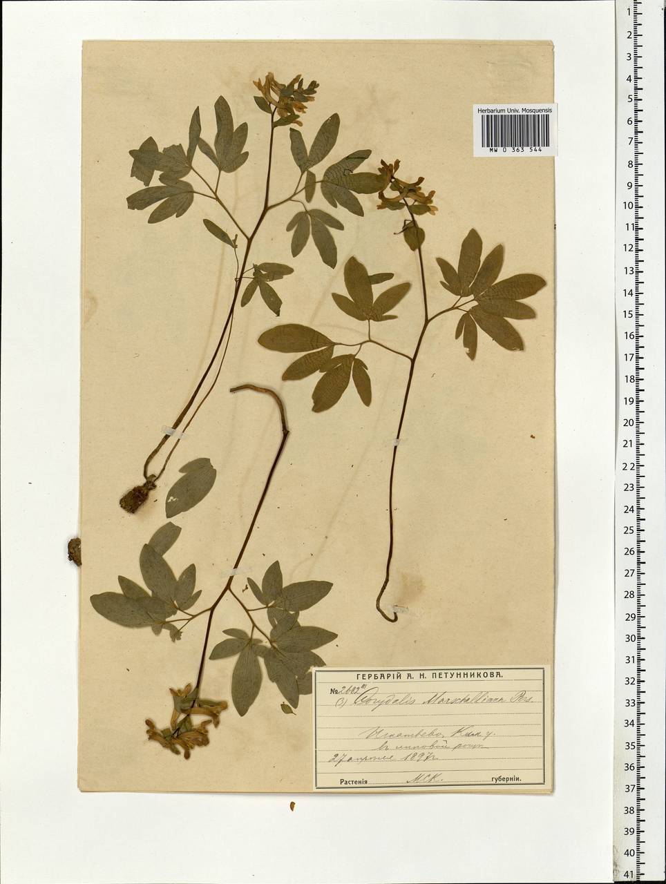 Corydalis cava (L.) Schweigg. & Körte, Eastern Europe, Moscow region (E4a) (Russia)