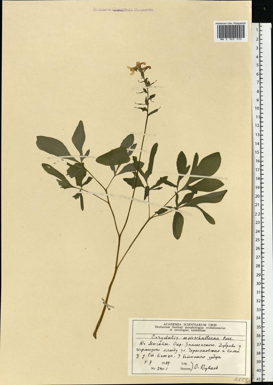 Corydalis cava (L.) Schweigg. & Körte, Eastern Europe, Moscow region (E4a) (Russia)