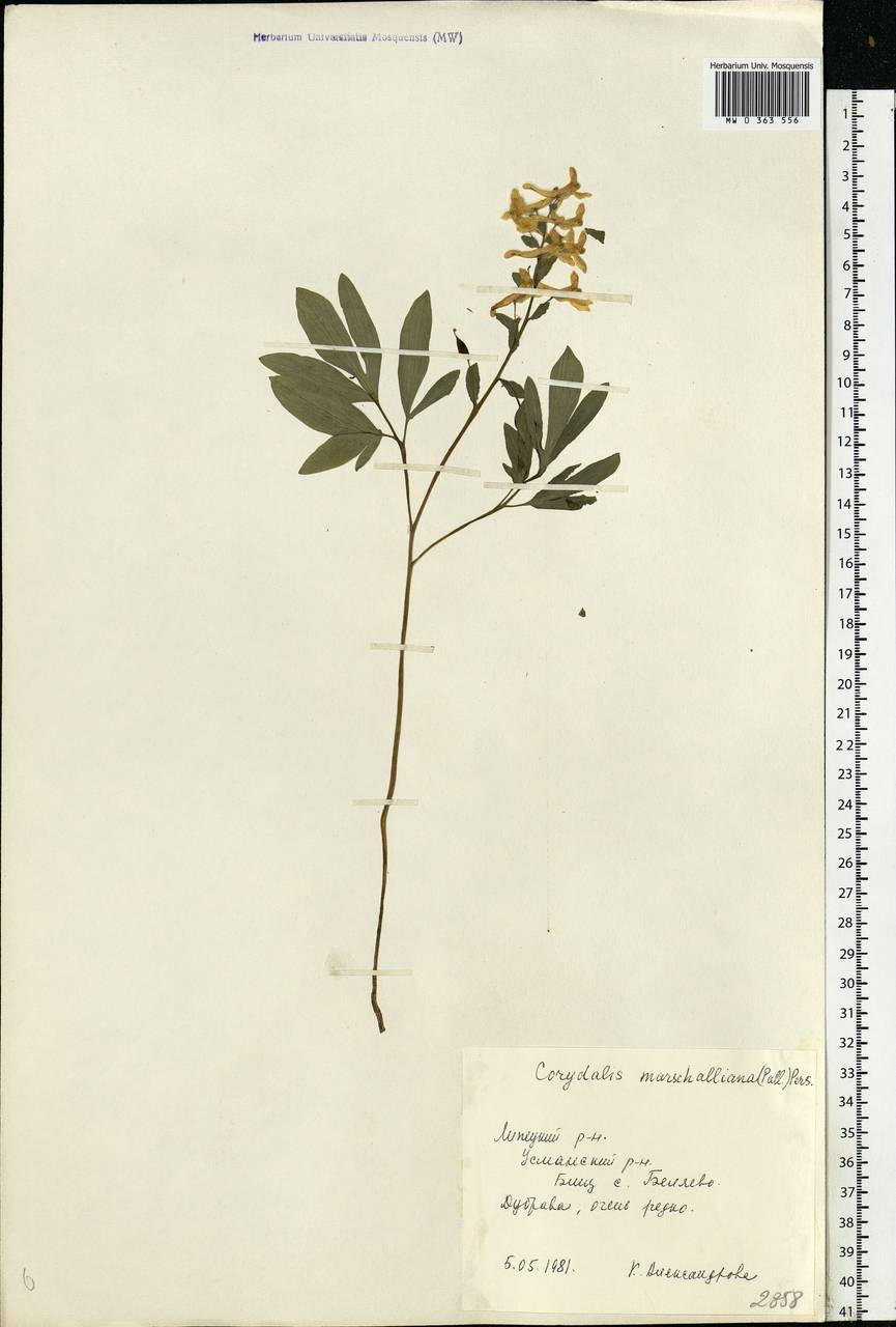 Corydalis cava (L.) Schweigg. & Körte, Eastern Europe, Central forest-and-steppe region (E6) (Russia)
