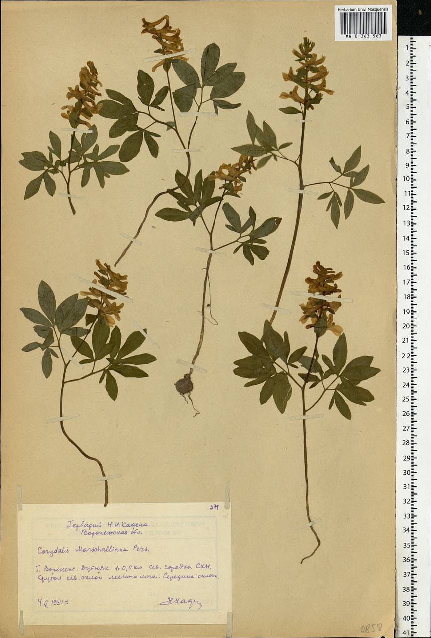 Corydalis cava (L.) Schweigg. & Körte, Eastern Europe, Central forest-and-steppe region (E6) (Russia)