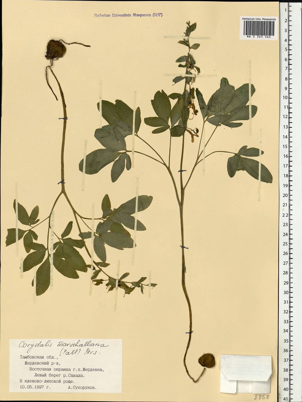 Corydalis cava (L.) Schweigg. & Körte, Eastern Europe, Central forest-and-steppe region (E6) (Russia)