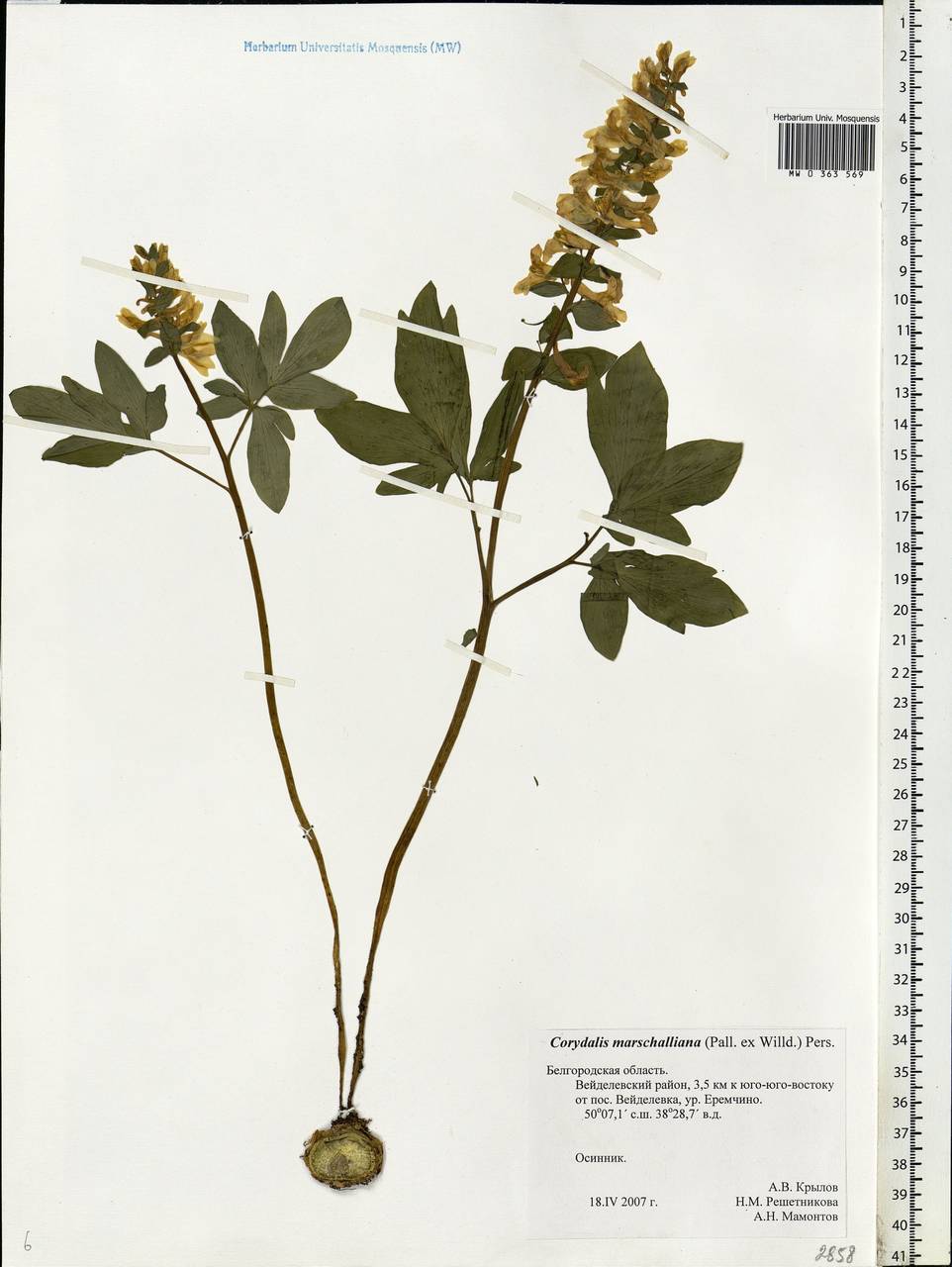 Corydalis cava (L.) Schweigg. & Körte, Eastern Europe, Central forest-and-steppe region (E6) (Russia)