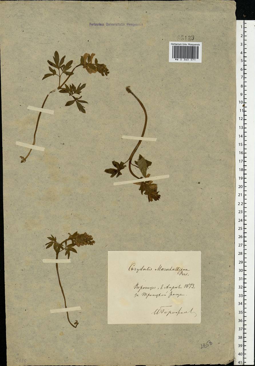 Corydalis cava (L.) Schweigg. & Körte, Eastern Europe, Central forest-and-steppe region (E6) (Russia)