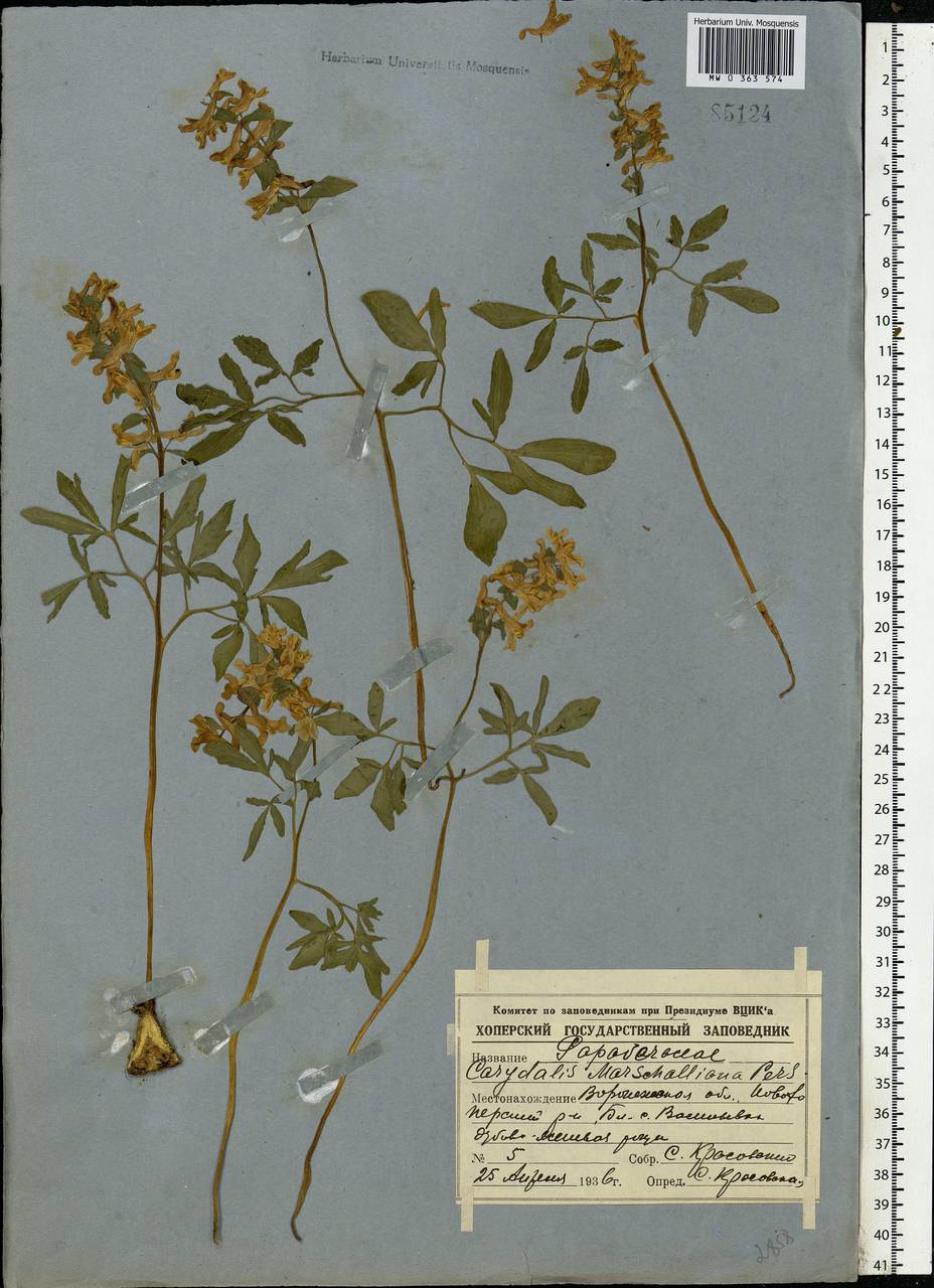 Corydalis cava (L.) Schweigg. & Körte, Eastern Europe, Central forest-and-steppe region (E6) (Russia)