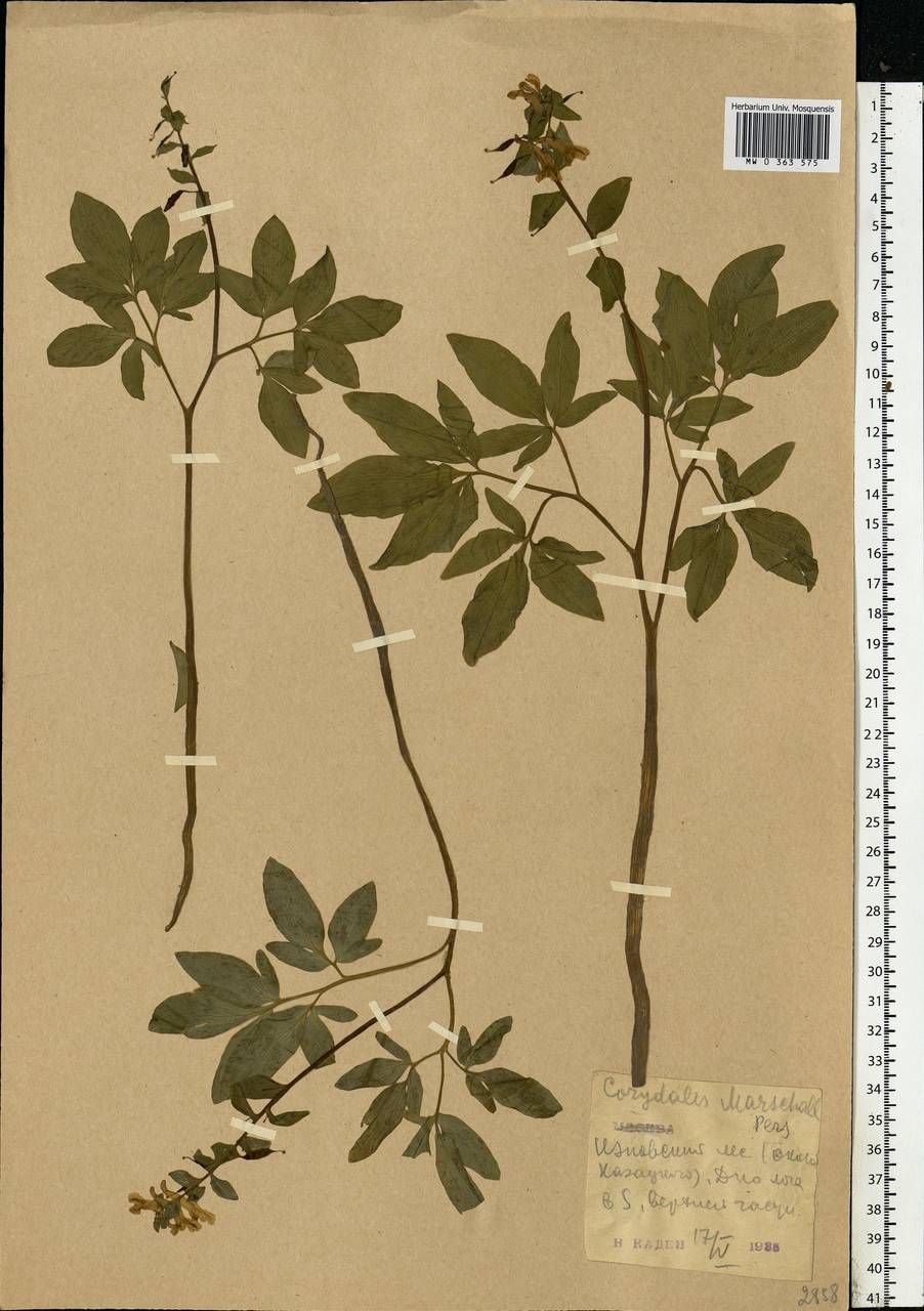 Corydalis cava (L.) Schweigg. & Körte, Eastern Europe, Central forest-and-steppe region (E6) (Russia)