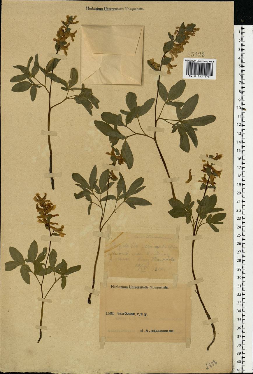 Corydalis cava (L.) Schweigg. & Körte, Eastern Europe, Central forest-and-steppe region (E6) (Russia)