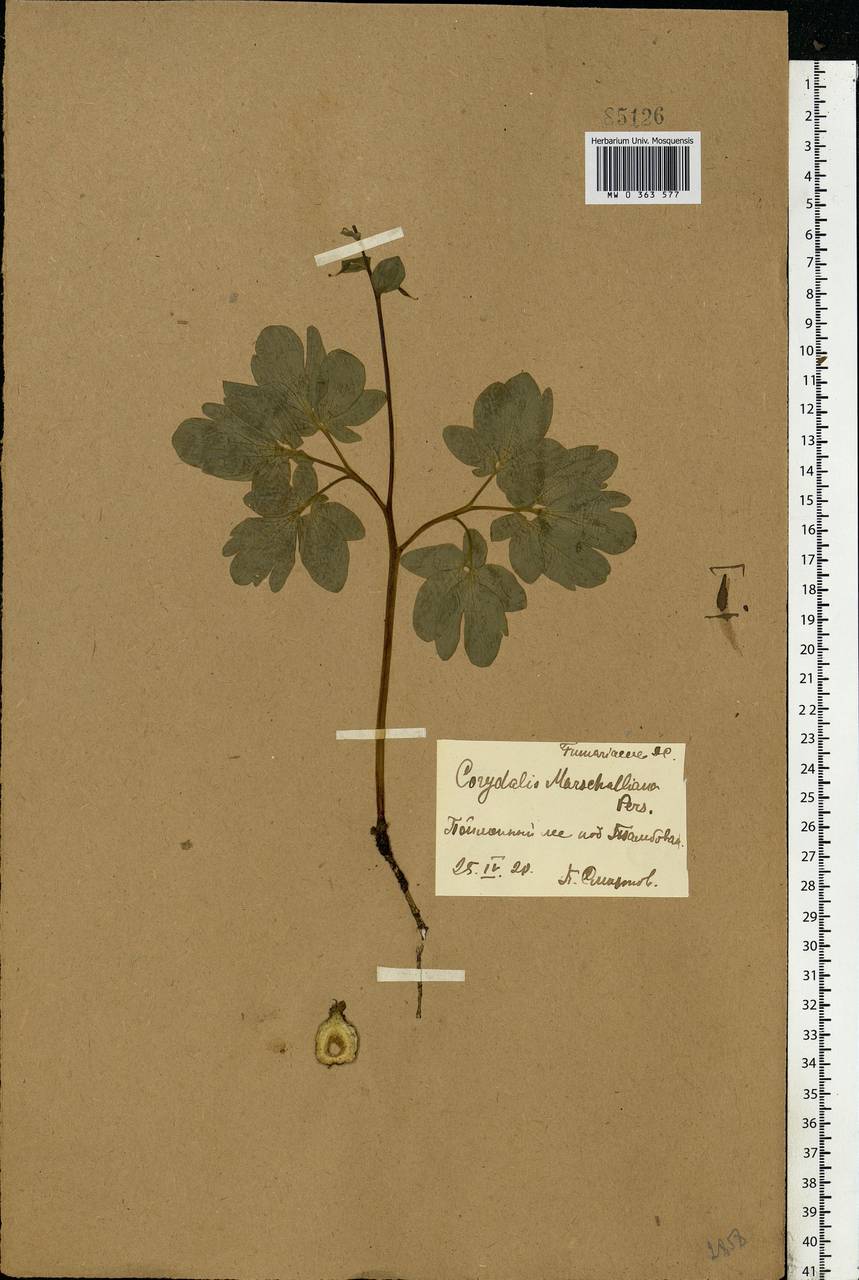 Corydalis cava (L.) Schweigg. & Körte, Eastern Europe, Central forest-and-steppe region (E6) (Russia)