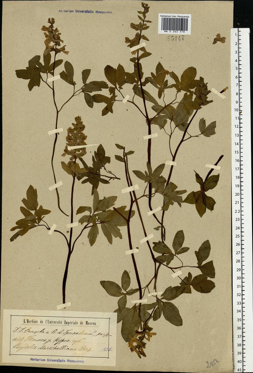 Corydalis cava (L.) Schweigg. & Körte, Eastern Europe, Central forest-and-steppe region (E6) (Russia)