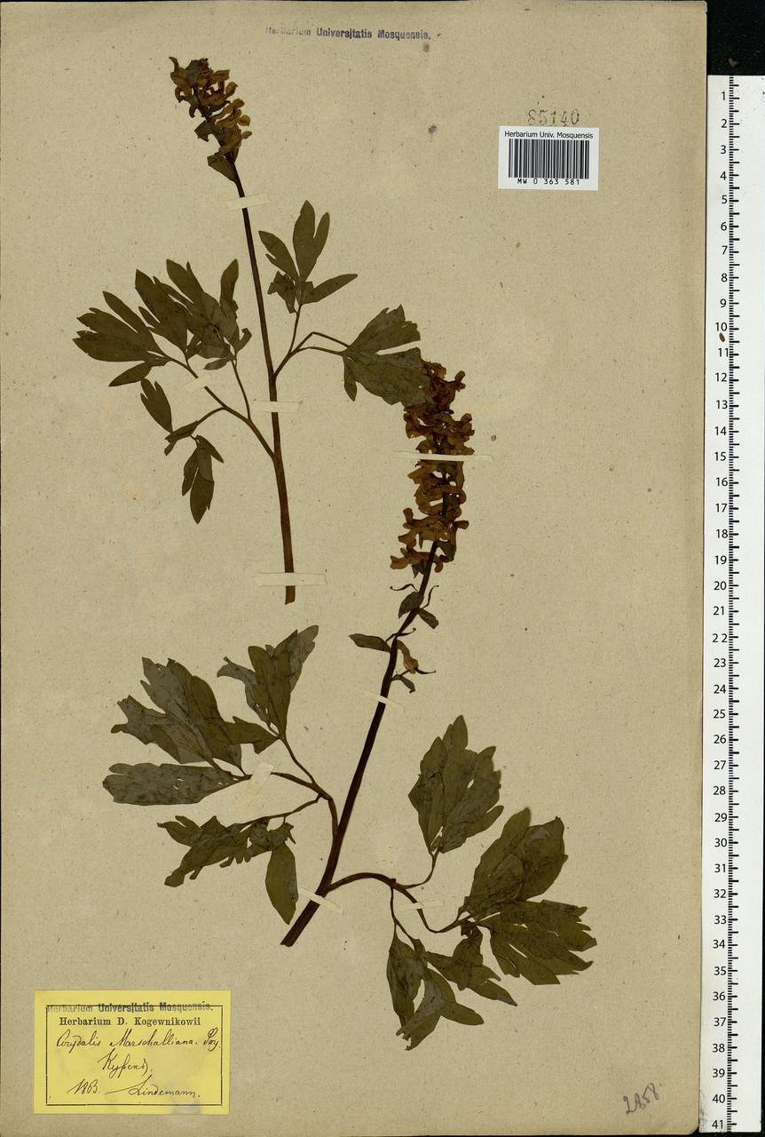 Corydalis cava (L.) Schweigg. & Körte, Eastern Europe, Central forest-and-steppe region (E6) (Russia)