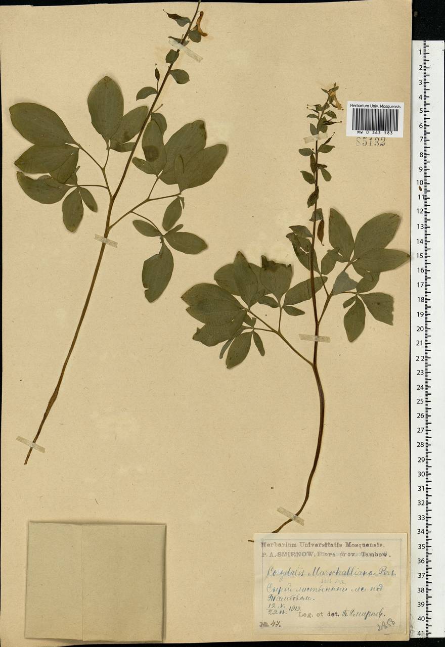 Corydalis cava (L.) Schweigg. & Körte, Eastern Europe, Central forest-and-steppe region (E6) (Russia)