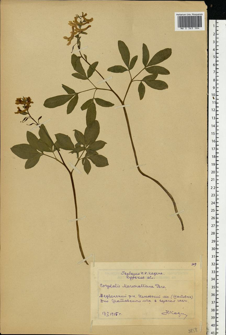 Corydalis cava (L.) Schweigg. & Körte, Eastern Europe, Central forest-and-steppe region (E6) (Russia)