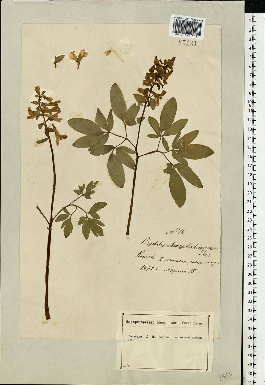 Corydalis cava (L.) Schweigg. & Körte, Eastern Europe, Central forest-and-steppe region (E6) (Russia)