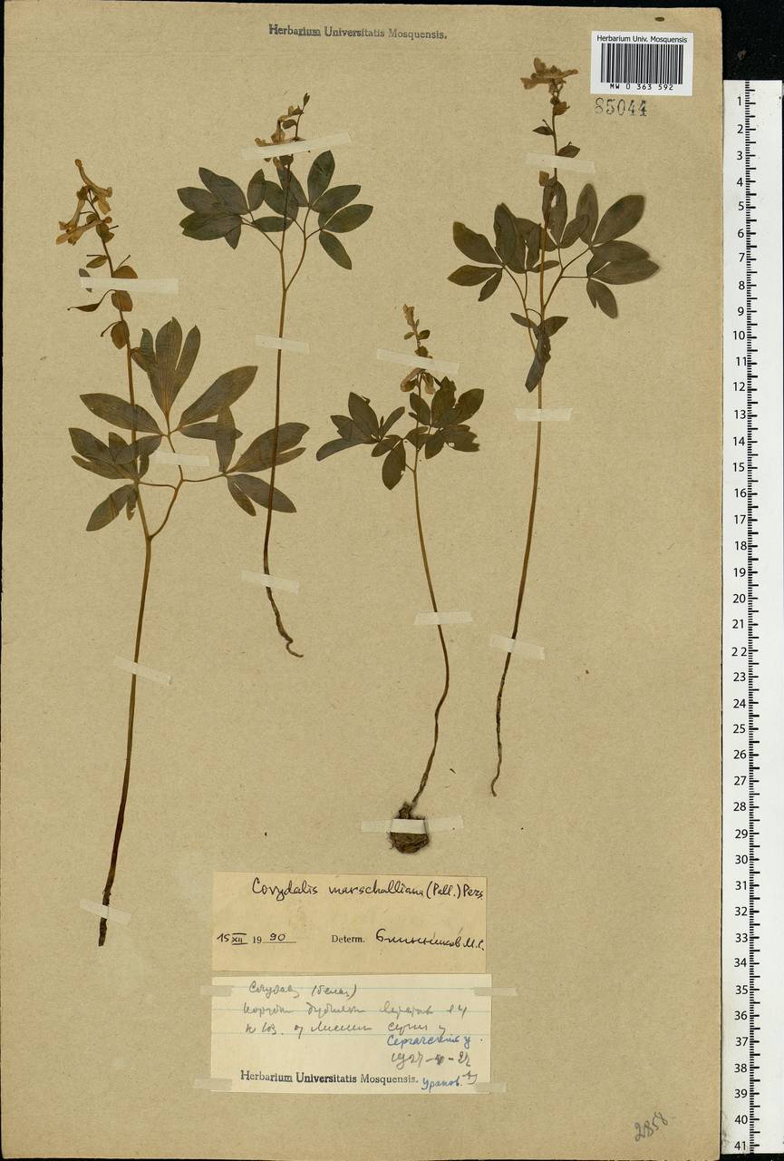 Corydalis cava (L.) Schweigg. & Körte, Eastern Europe, Volga-Kama region (E7) (Russia)