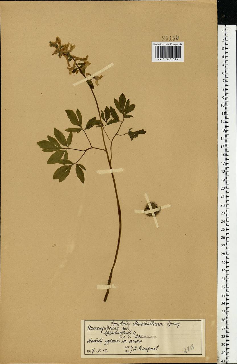 Corydalis cava (L.) Schweigg. & Körte, Eastern Europe, Volga-Kama region (E7) (Russia)