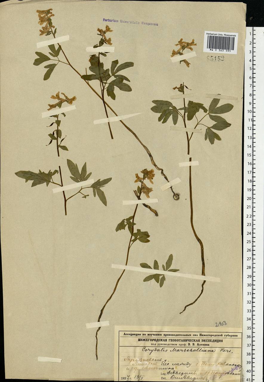 Corydalis cava (L.) Schweigg. & Körte, Eastern Europe, Volga-Kama region (E7) (Russia)