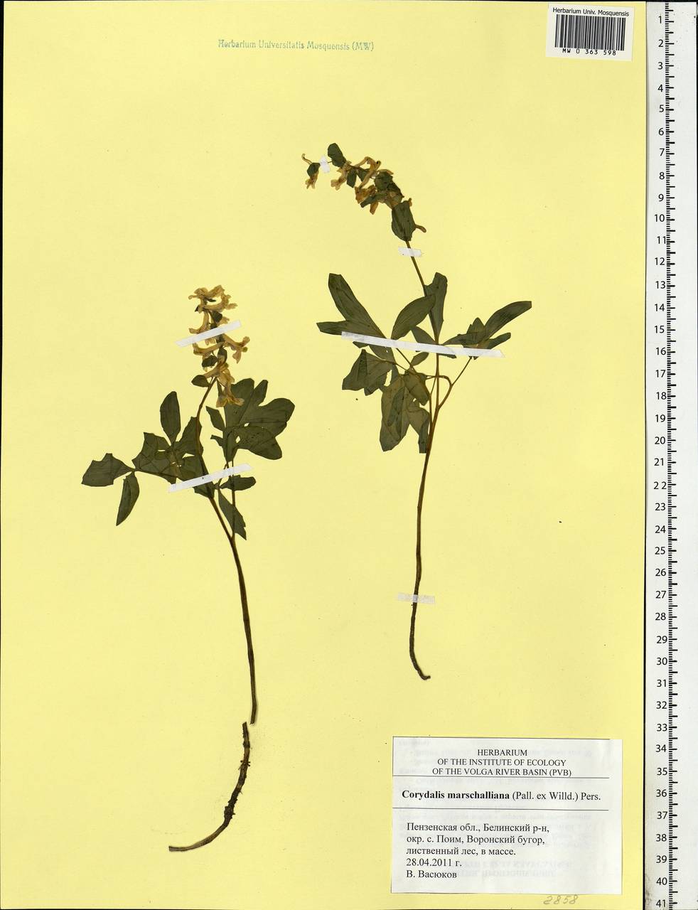 Corydalis cava (L.) Schweigg. & Körte, Eastern Europe, Middle Volga region (E8) (Russia)