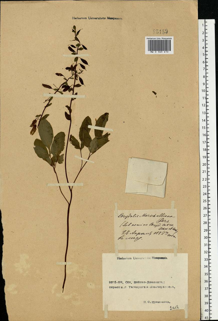 Corydalis cava (L.) Schweigg. & Körte, Eastern Europe, Rostov Oblast (E12a) (Russia)