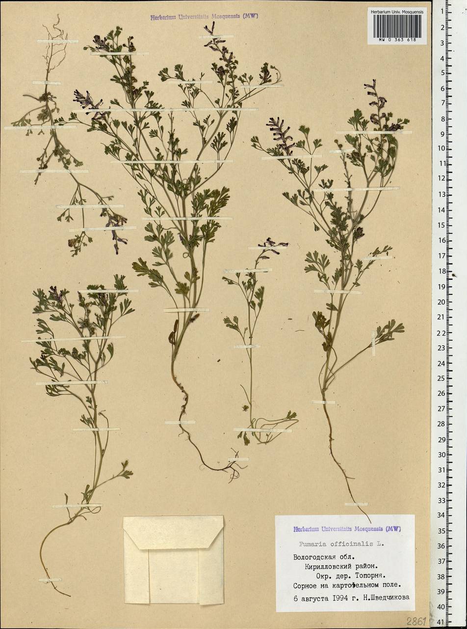 Fumaria officinalis L., Eastern Europe, Northern region (E1) (Russia)