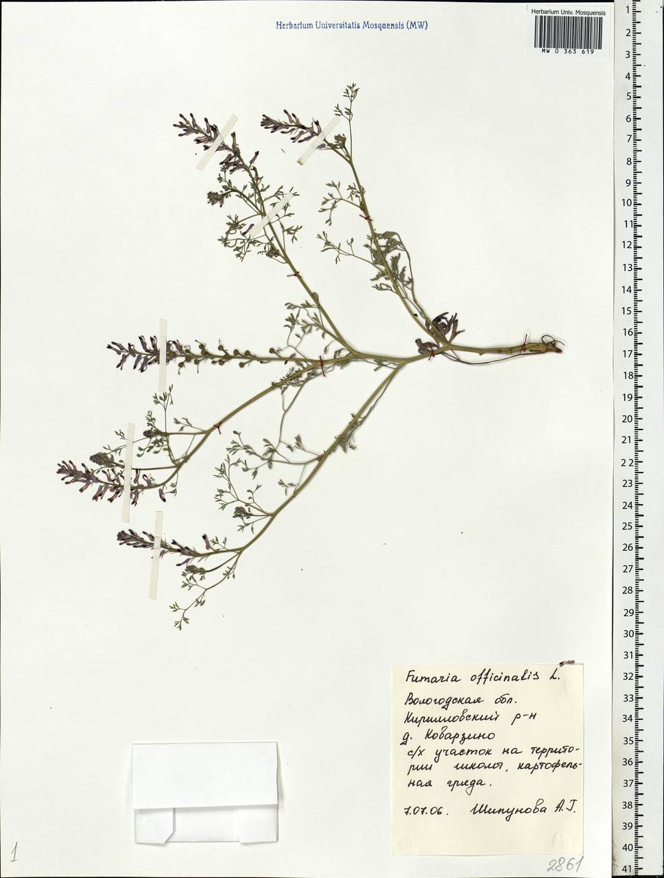 Fumaria officinalis L., Eastern Europe, Northern region (E1) (Russia)