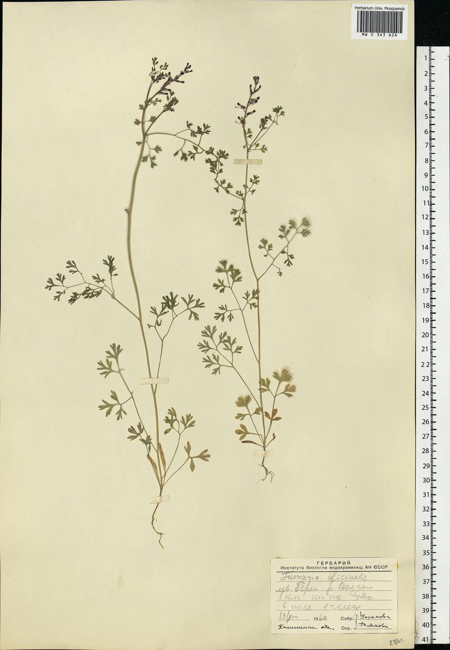 Fumaria officinalis L., Eastern Europe, North-Western region (E2) (Russia)