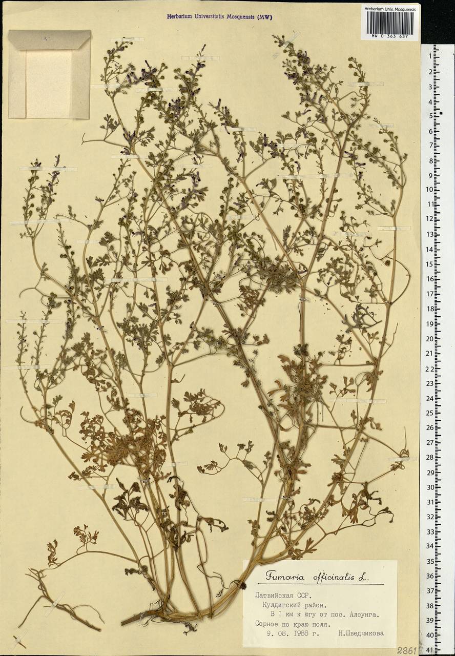 Fumaria officinalis L., Eastern Europe, Latvia (E2b) (Latvia)