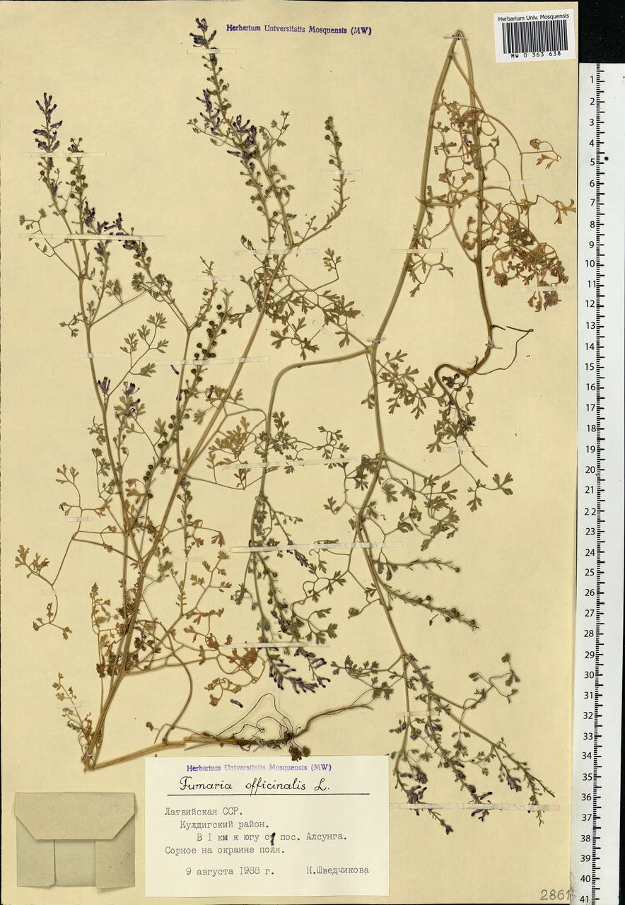 Fumaria officinalis L., Eastern Europe, Latvia (E2b) (Latvia)
