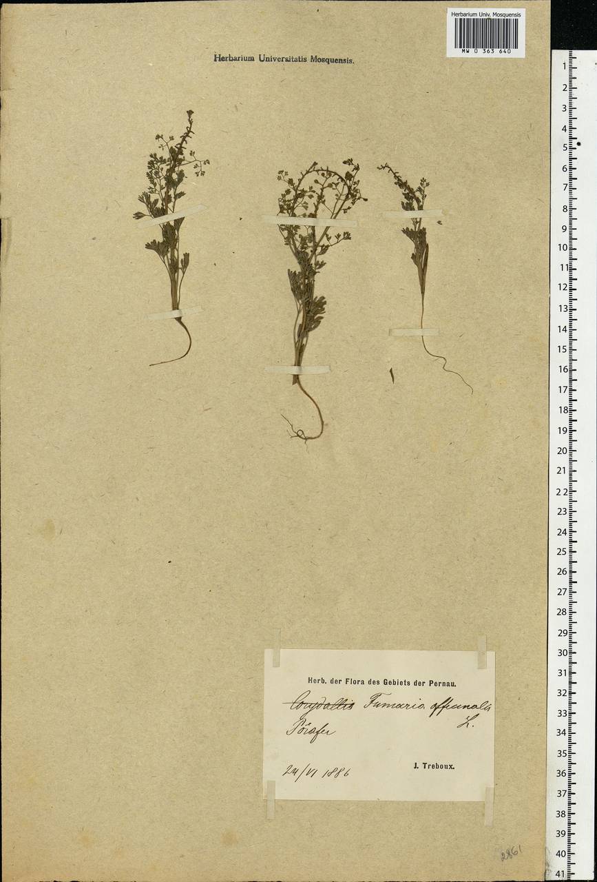 Fumaria officinalis L., Eastern Europe, Estonia (E2c) (Estonia)