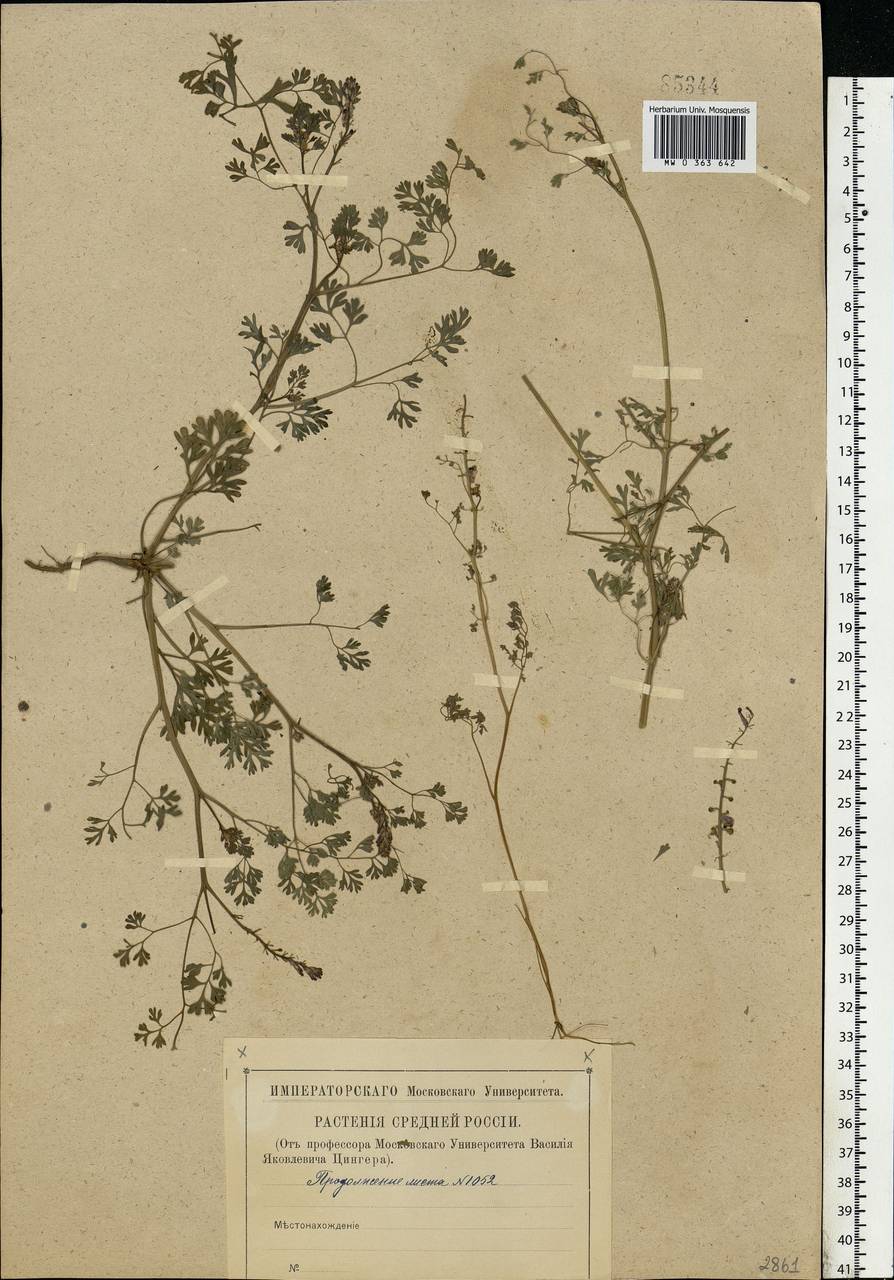 Fumaria officinalis L., Eastern Europe, Central region (E4) (Russia)