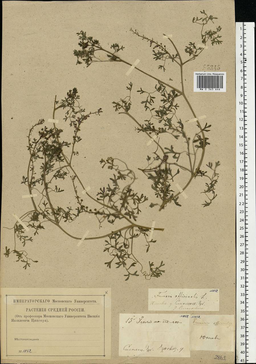 Fumaria officinalis L., Eastern Europe, Central region (E4) (Russia)