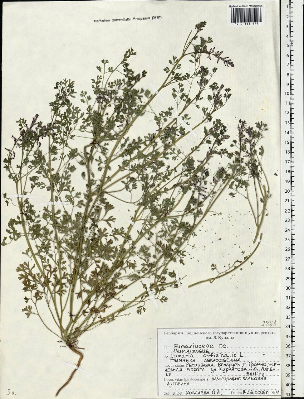 Fumaria officinalis L., Eastern Europe, Belarus (E3a) (Belarus)