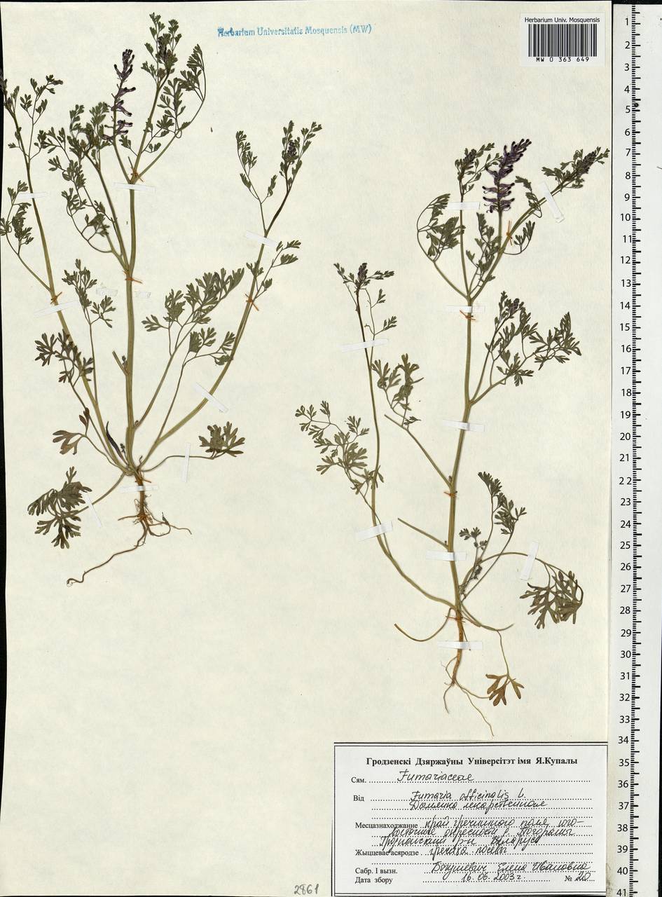 Fumaria officinalis L., Eastern Europe, Belarus (E3a) (Belarus)