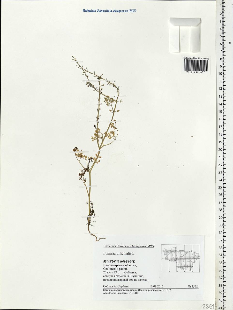 Fumaria officinalis L., Eastern Europe, Central region (E4) (Russia)