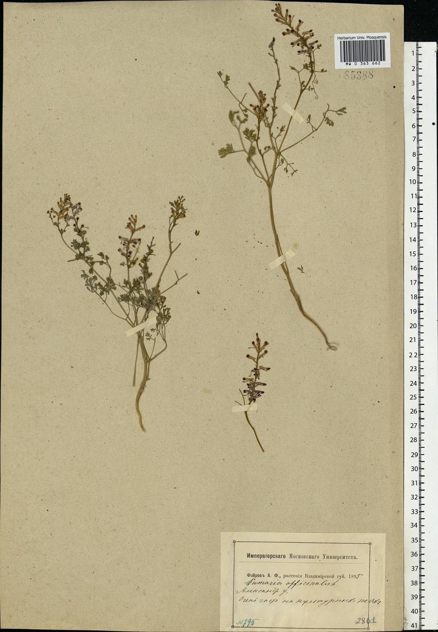 Fumaria officinalis L., Eastern Europe, Central region (E4) (Russia)