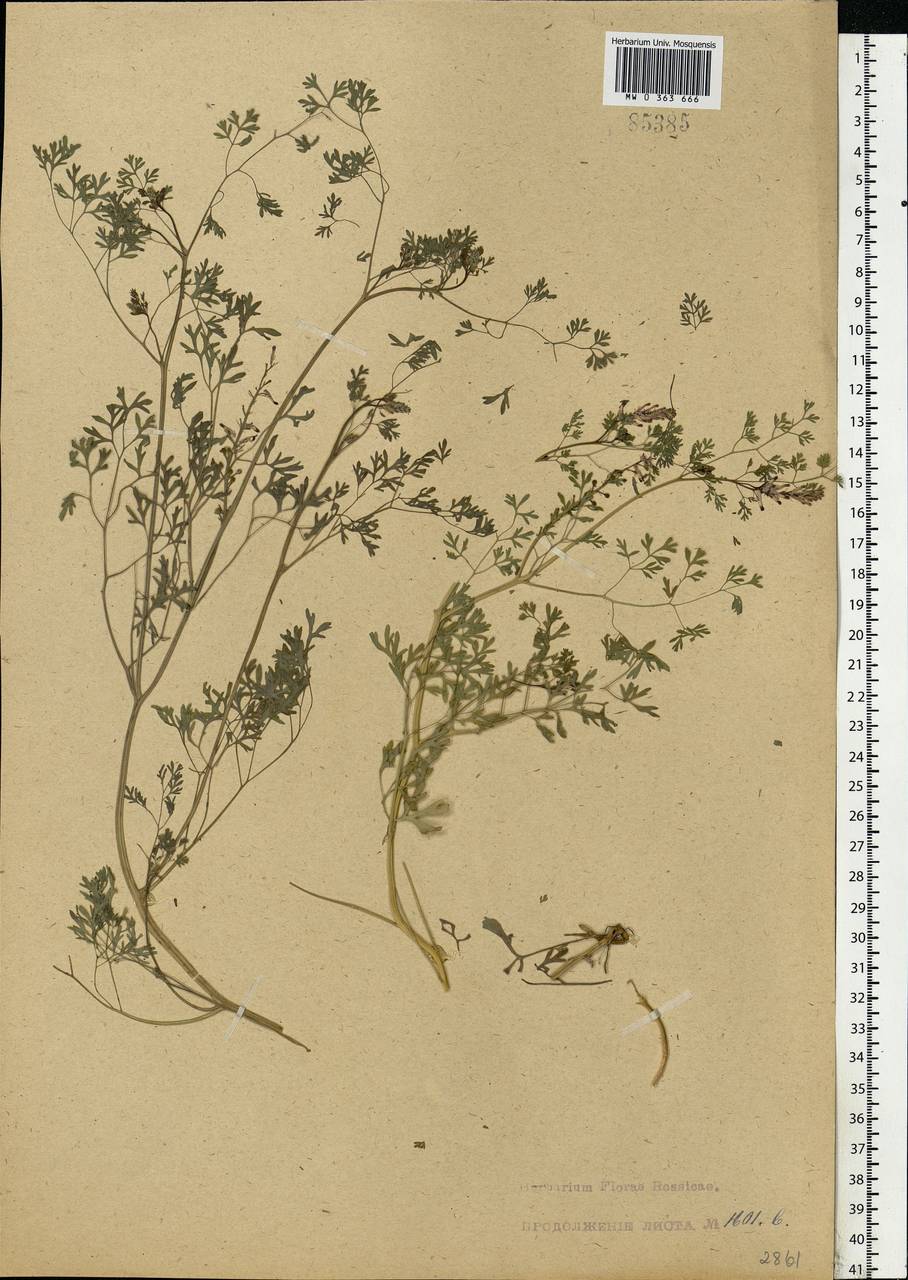 Fumaria officinalis L., Eastern Europe, Central forest region (E5) (Russia)