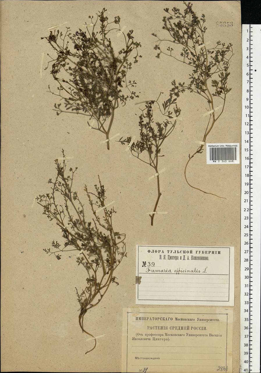 Fumaria officinalis L., Eastern Europe, Central region (E4) (Russia)