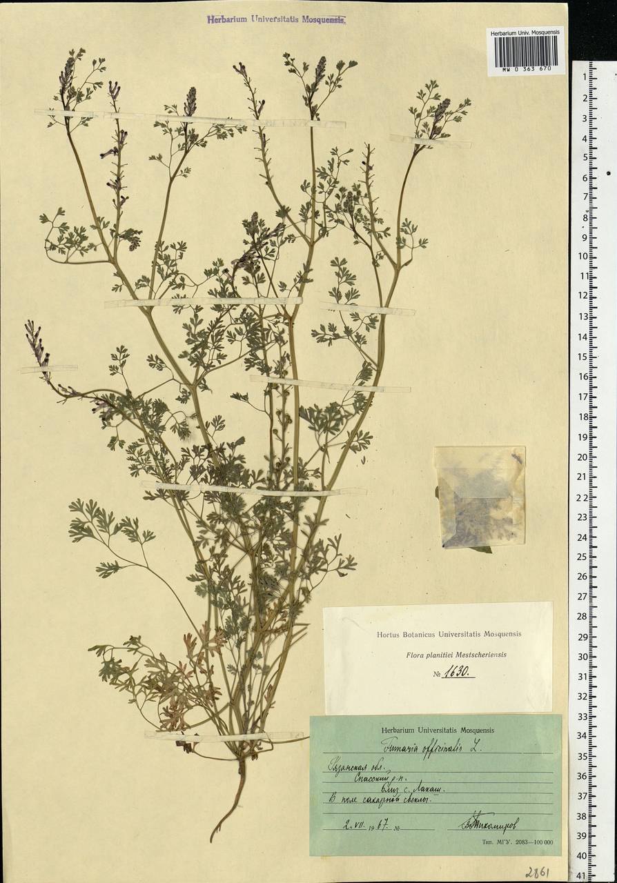 Fumaria officinalis L., Eastern Europe, Central region (E4) (Russia)