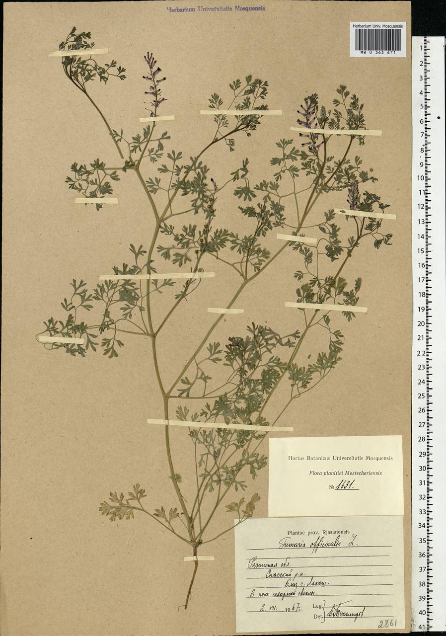 Fumaria officinalis L., Eastern Europe, Central region (E4) (Russia)