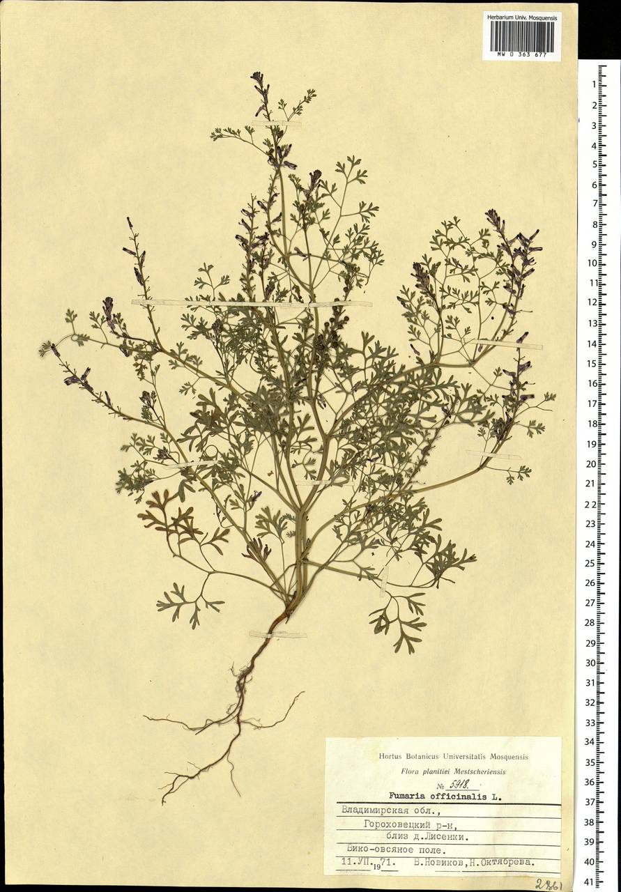 Fumaria officinalis L., Eastern Europe, Central region (E4) (Russia)